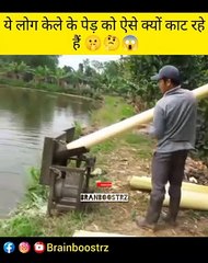 ये लोग केले के पेड़ को ऐसे क्यों काट रहे है??  |  BrainBoostrz | #shorts