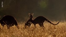 Curiosités animales - Des combats féroces : Le kangourou et le poisson combattant