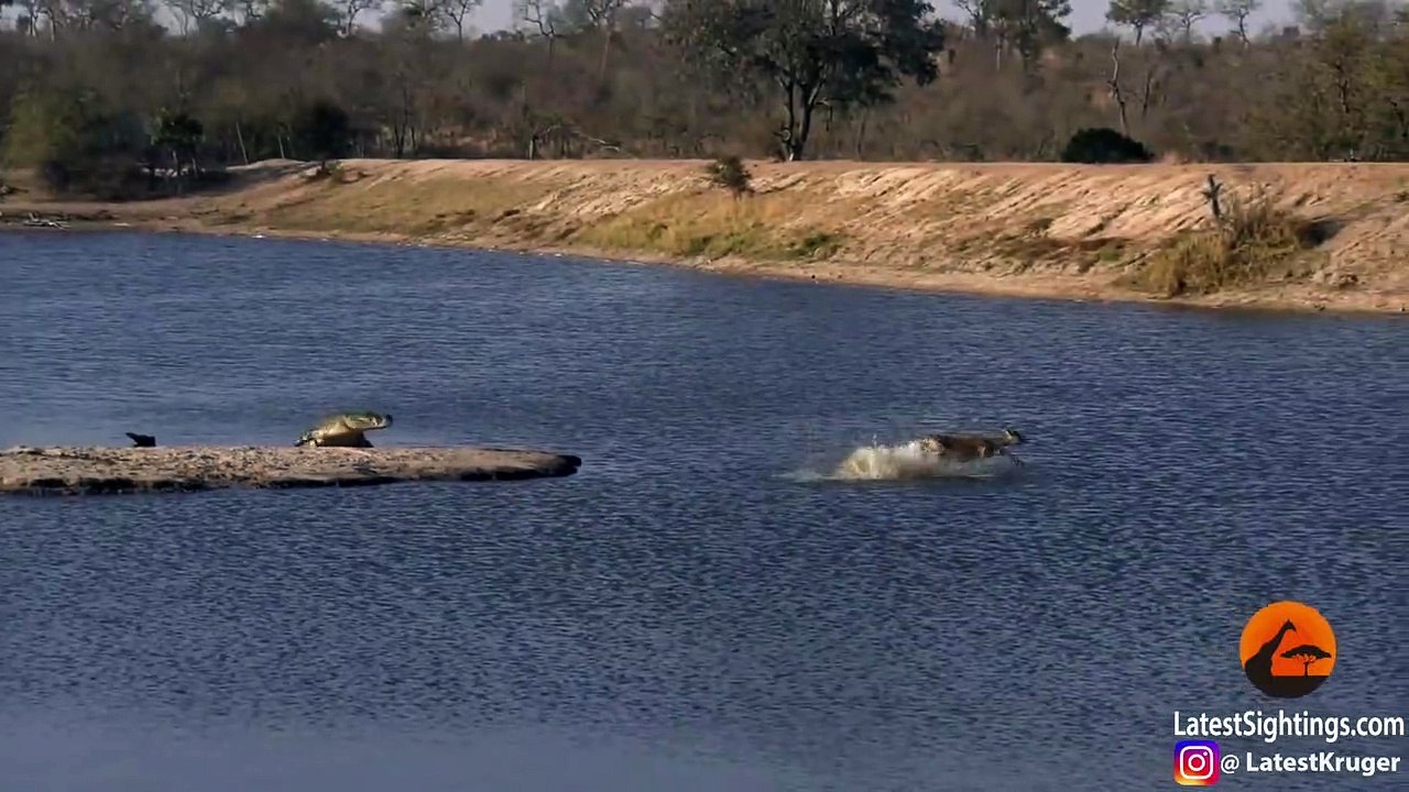Buck Tries to Out-Swim Crocodiles and Hippos