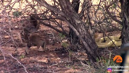 Squirrel Battles Cobra to Protect Her Babies