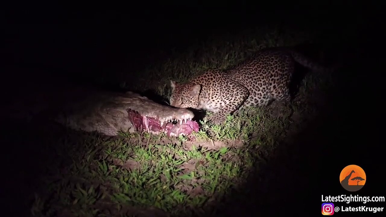 Leopard Eats Food Right Out a Crocodile's Mouth