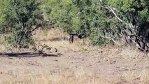 Males Fight Over Leopardess, She Breaks It Up!