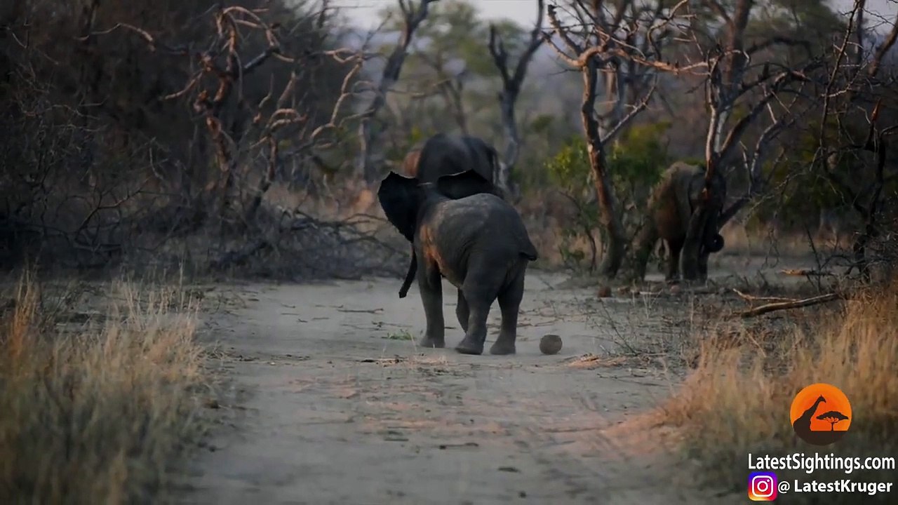 World's Best Elephant Soccer Player