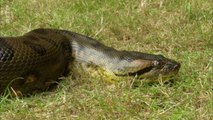 Curiosités animales - Des corps élastiques : Le chameau, le dromadaire et l'anaconda