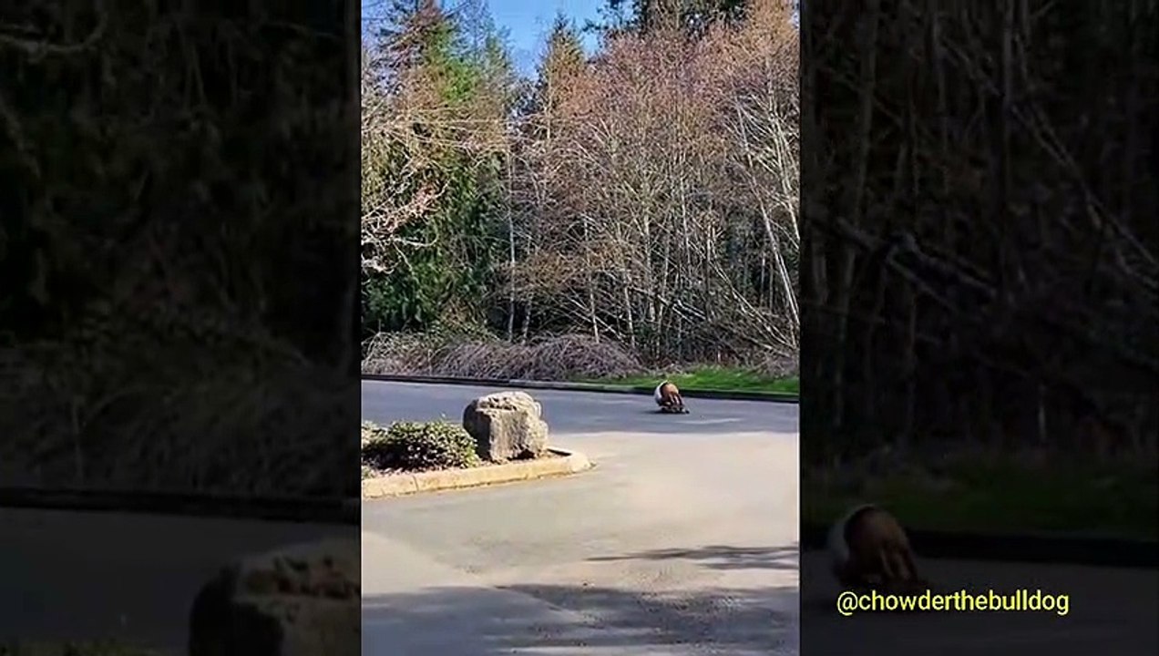 Funny Animals  / Viral Videos - 2022