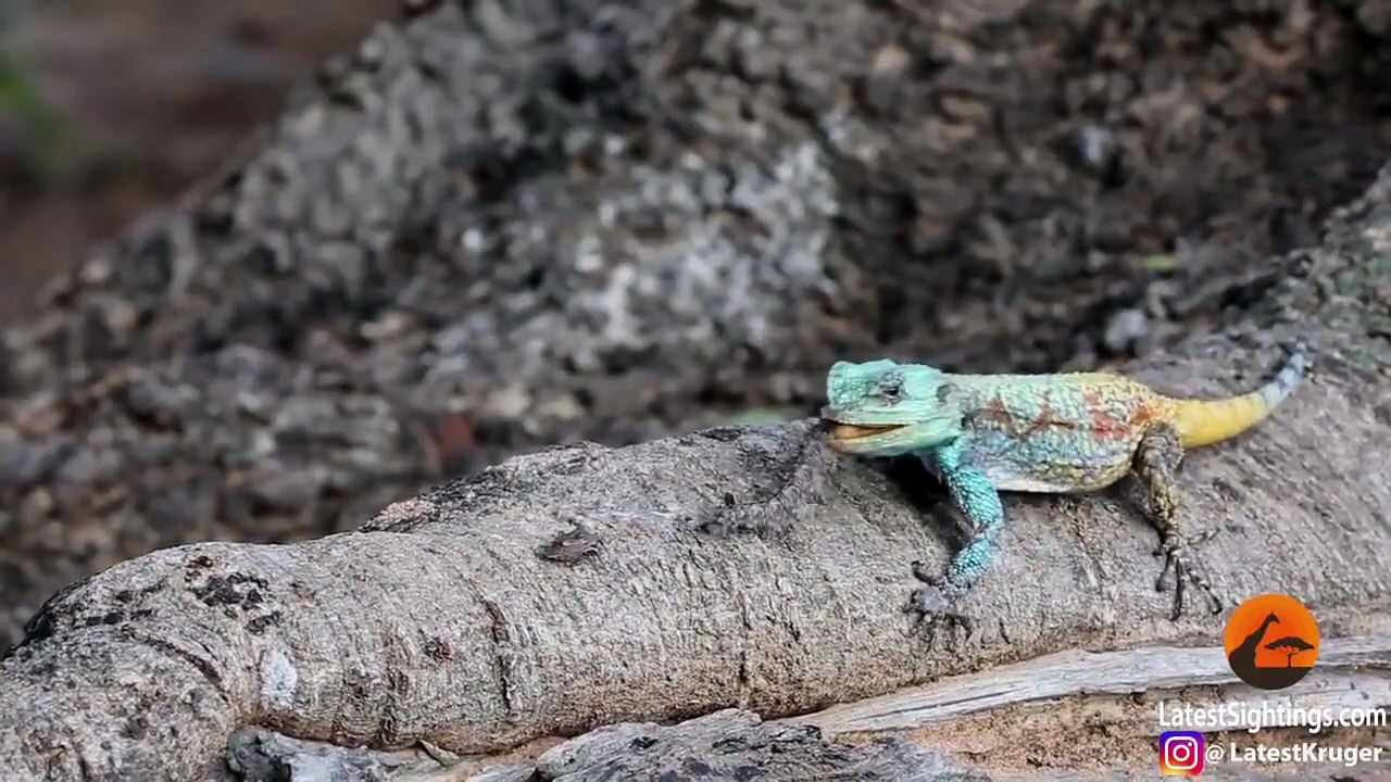 Lizard Stalks & Hunts Insects