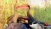 Stork's Beak Gets Stuck in the Other's Throat