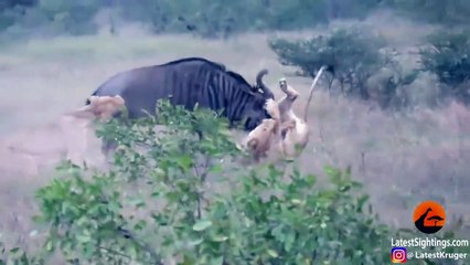 Wildebeest Hooks Lion by Leg as it Tries to Escape!