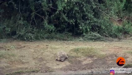 World's Luckiest Tortoise Survives Elephant Stampede!