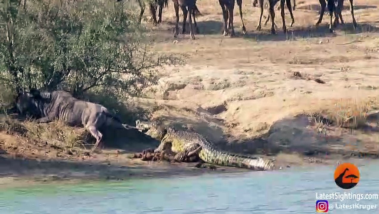 Hippos Come to Rescue Wildebeest from Crocodile