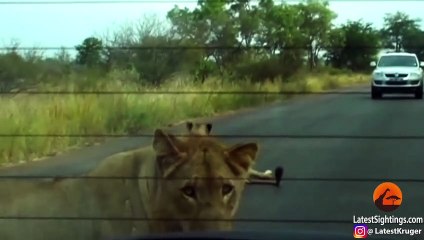 Lion Bites Tire Causing it to Explode