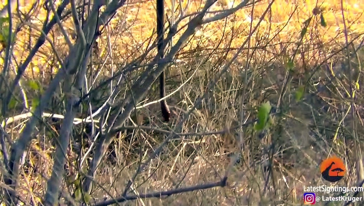 Mongoose Uses Snake as a Swing