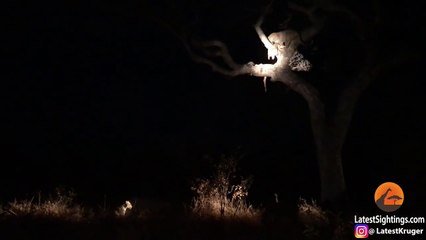 Leopard vs Leopard vs Hyenas Over Food