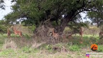 2 Cheetahs Kill Impala Lamb Right Next to Road
