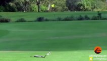 2 Black Mamba Snakes Fighting on Golf Course