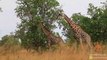 Giraffe Tries Hard to Mate With Female