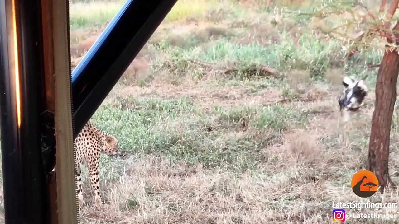 Wild Dogs vs Cheetah Standoff Over a Kill