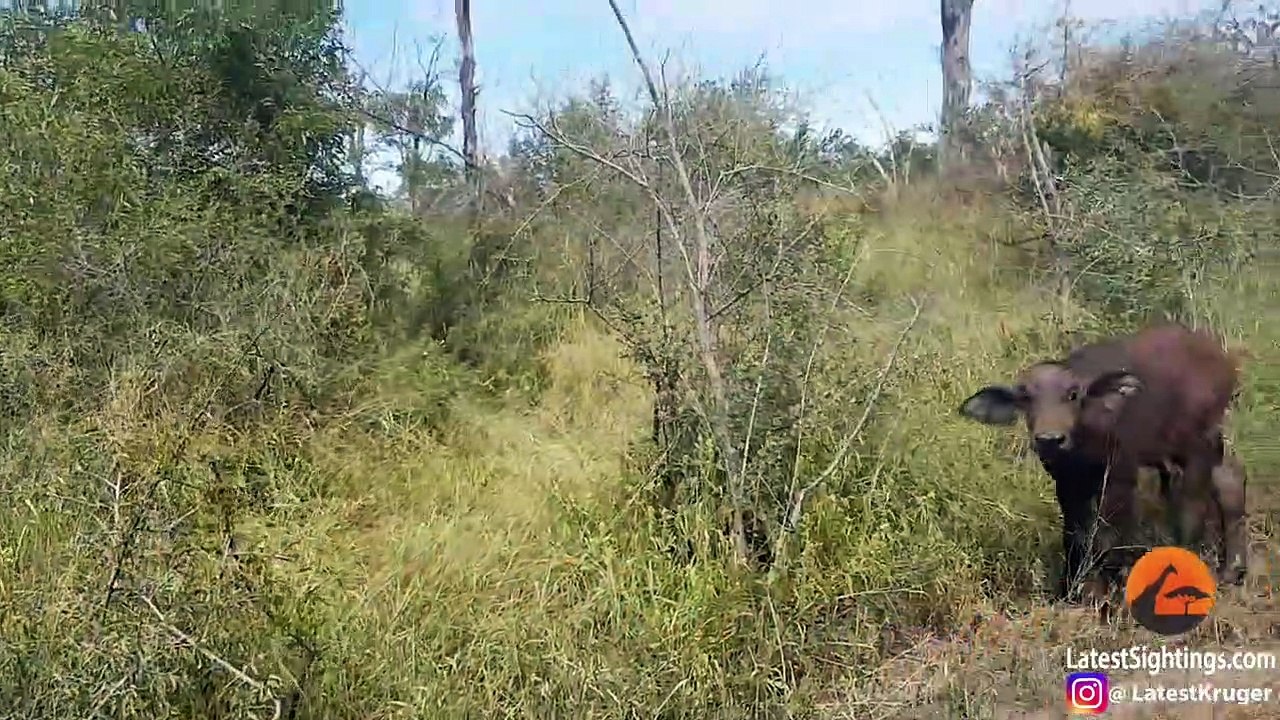 Lions Hunt Buffalo Calf Left Behind by Herd