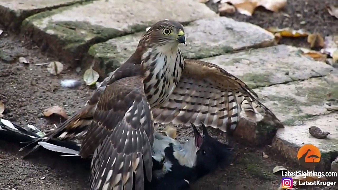 Hawk Tries to Kill Cuckoo Bird