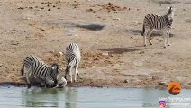 Zebra Tries to Kill Foal While Mother Fights Back