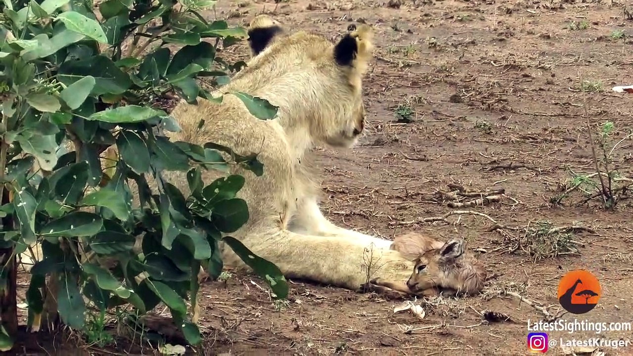 When the Lion Lies Down with the Lamb