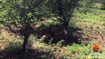 Baby Impala Tries Using Car To Hide From Cheetahs