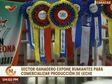 Sector ganadero comercializa producción de leche caprina y ovina