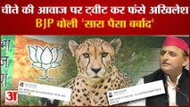 UP Politics: Cheetah  की आवाज पर ट्वीट कर फंसे Akhilesh,  BJP बोली 'सारा पैसा बर्बाद'