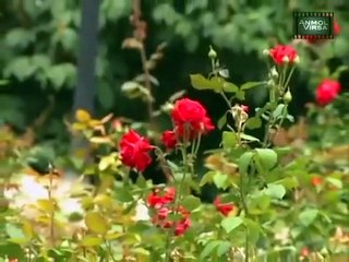 Teyaan - Teej-Anmol Virsa Satinder Bedi