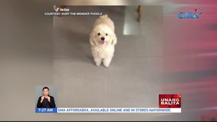 Pet hotel at resort, ibinida ang kanilang fun at relaxing amenities para sa fur babies | UB