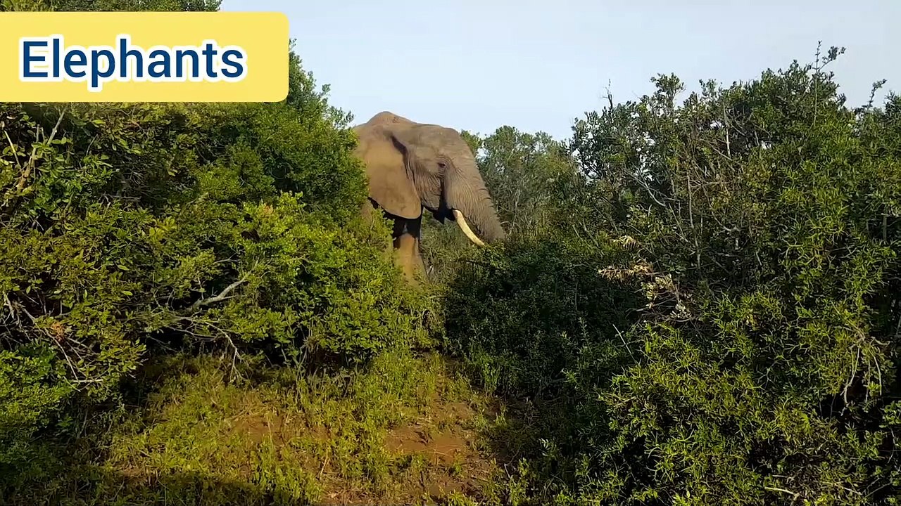 Elephant