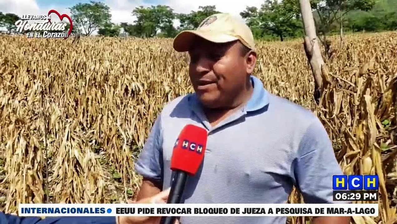 Productores de maíz reportan grandes pérdidas en Catacamas, Olancho