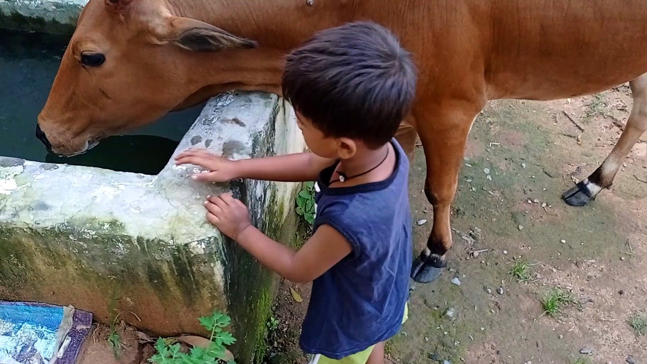 एक छोटा सा बच्चा गाय को पानी पिला रहा है