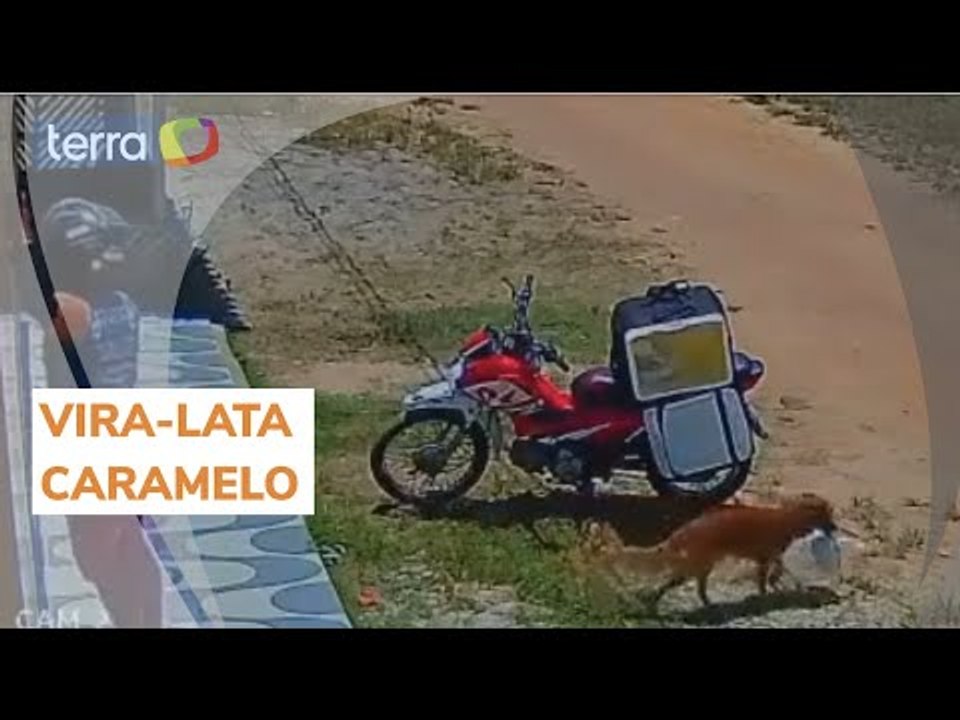Vira-lata caramelo 'furta' marmita de entregador no Pará