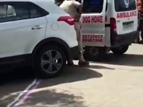 Dog Video Viral असली जानवर कौन...? डॉक्टर ने कुत्ते का मुंह बांधकर सड़कों पर घसीटा, बोला अब किसी के घर में नहीं घुसेगा