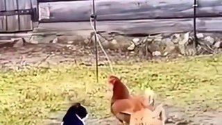 WATCH and TRY TO STOP LAUGHING Super FUNNY Animals VIDEOS
