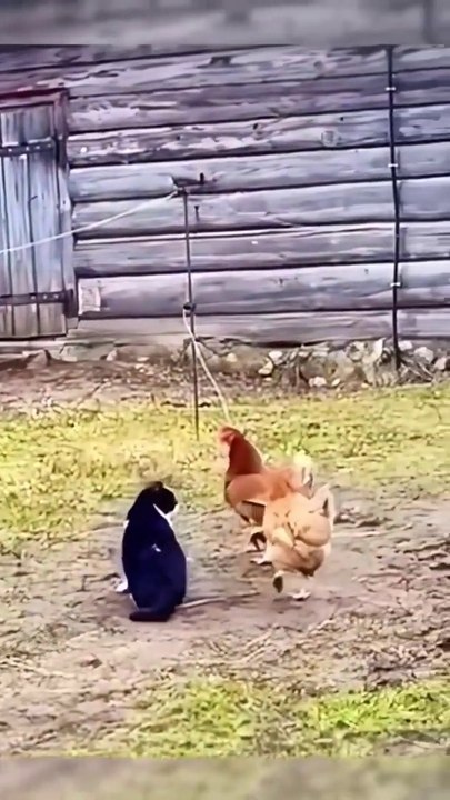 WATCH and TRY TO STOP LAUGHING Super FUNNY Animals VIDEOS