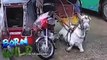 Wild News: Horse hit by a bus | Born to be Wild