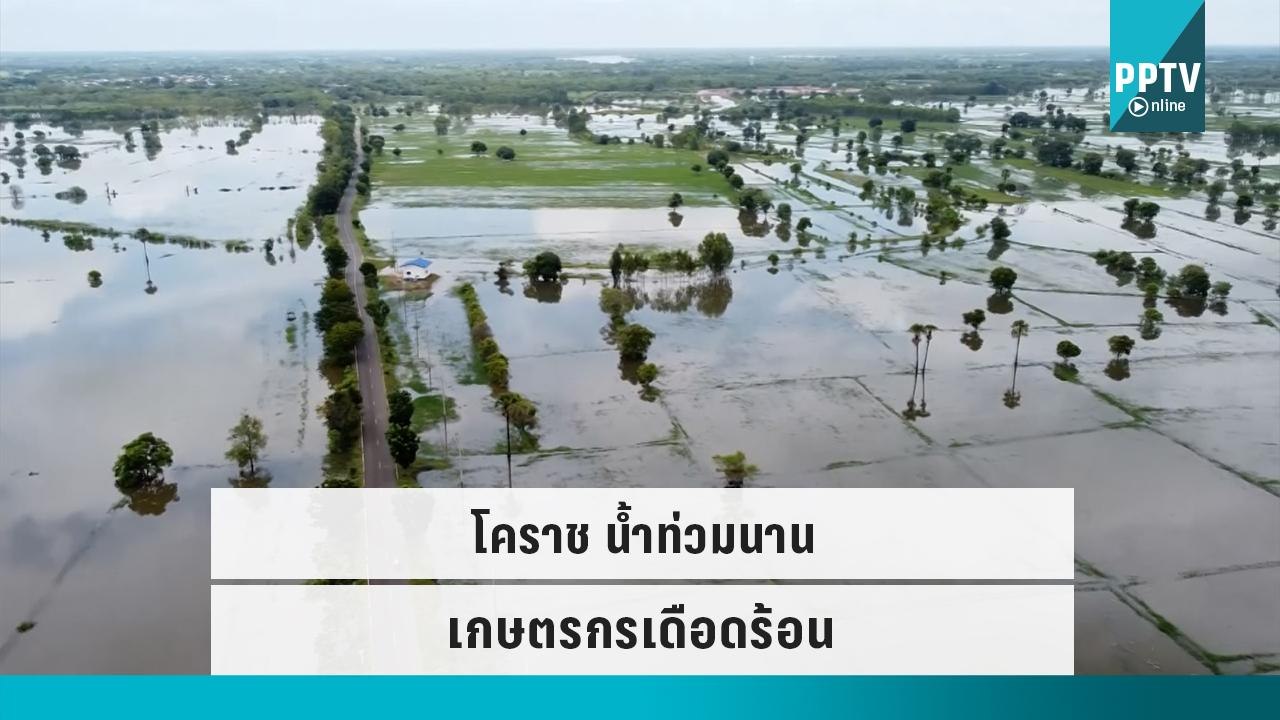 โคราช น้ำท่วมนาน พื้นที่การเกษตรเสียหาย 8 พันไร...