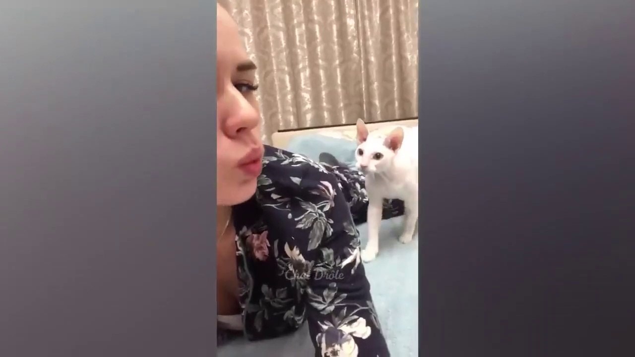 funny cat