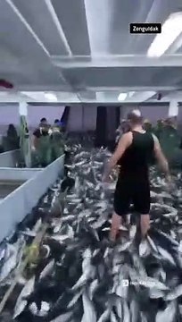 Karadeniz'den palamut fışkırdı; herkes bu videoyu paylaşıyor