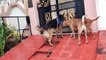 German Shepherd Dog Attack vs Pig | Dog Fight  | Laddu neh attack krdia