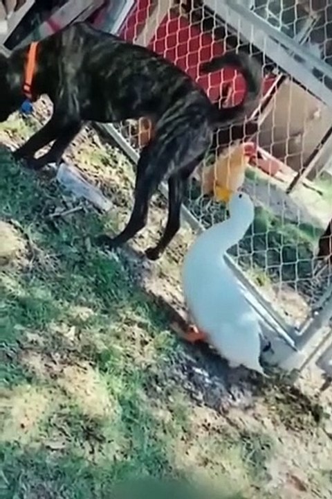 Funniest Cats and Dogs  - Funny Animal Videos