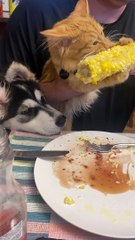 Kitten Chows Down on Corn on the Cob