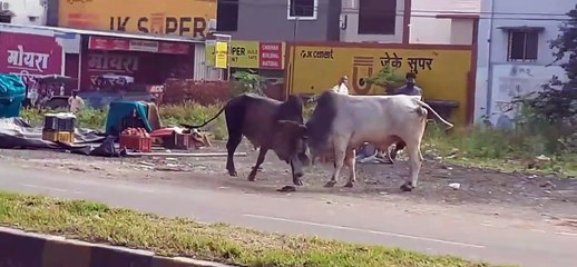 सिटी फोरलेन पर सांडों ने मचाया उत्पात, परेशान हुए राहगिर देखे Video