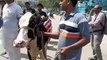 रोचक वाकया: विधानसभा के बाहर बिदक गई विधायक जी की गाय, पकड़ने में छूटे पसीने