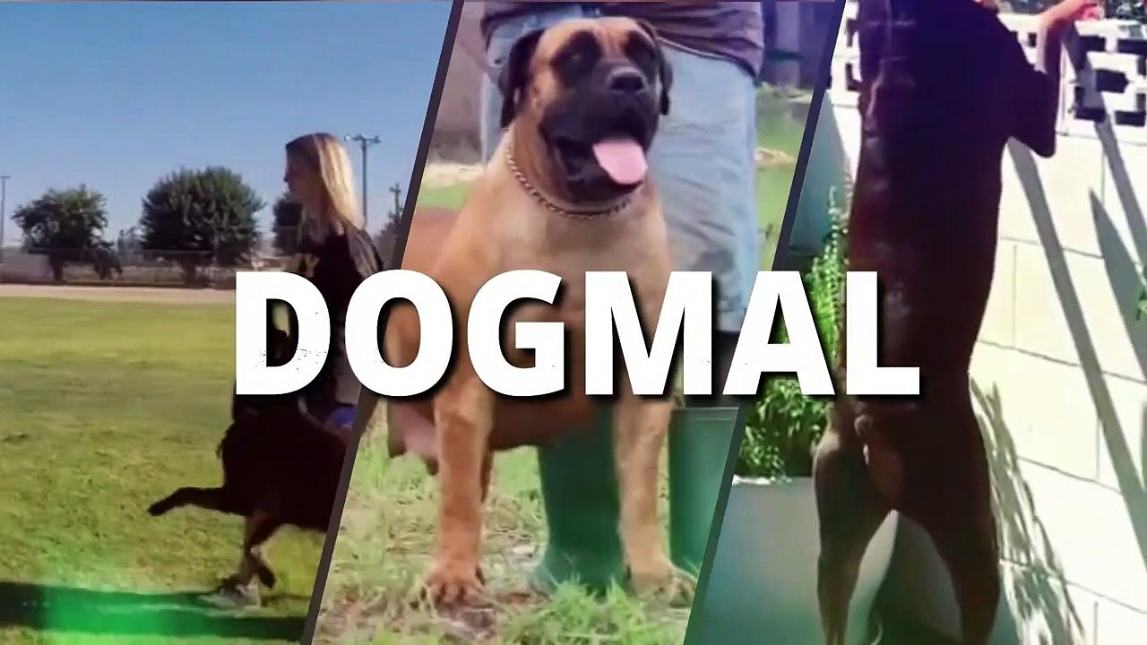 American Akita - The Powerful Dog