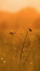 Download Video: Let the nature hold you…  #reels #réel #reelsvideo #aarzookhuranaphotography #aarzookhurana #naturephotography #reelsindia #reelitfeelit #reelkarofeelkaro #reelsviral #viralreel #sonyalphain #bbcearth #di