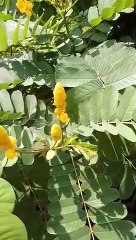 Senna  plant leaves and flowers