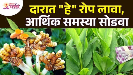 हळदीचे रोप लावा घरात, आर्थिक चणचणीवर करा मात! Vastu Tips For Home | Lokmat Bhakti